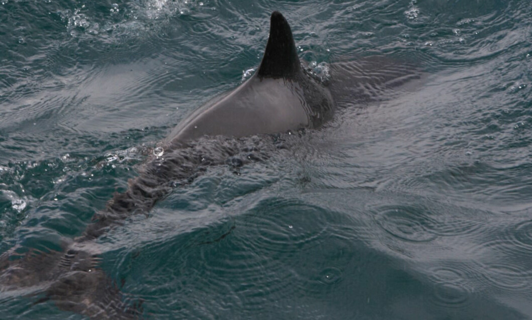 A harbour porpoise. Scientists say cumulative noise from ADDs could cause temporary hearing loss to porpoises. Photo: Lewis Drysdale.