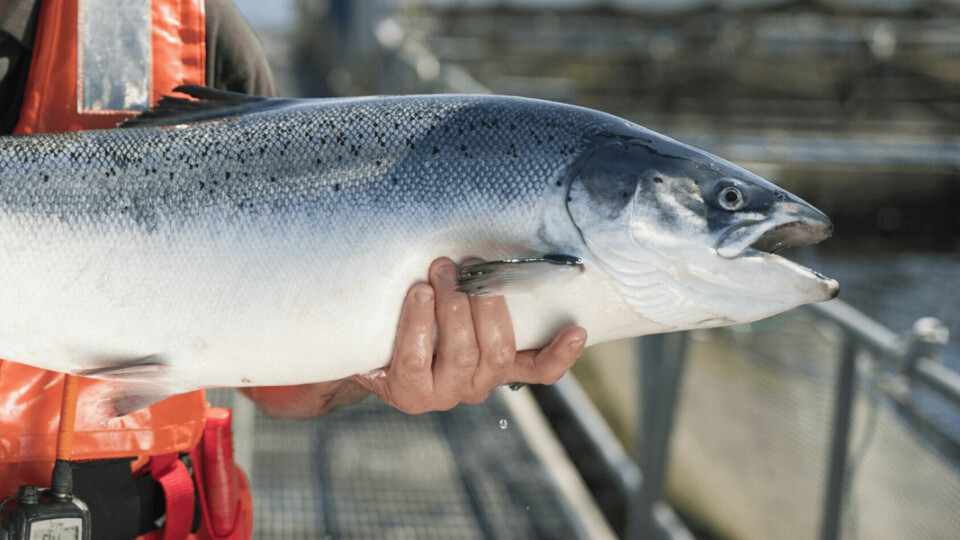 Samples taken in Chile have been analysed in Scotland in efforts to keep salmon healthy. Photo: SAIC.
