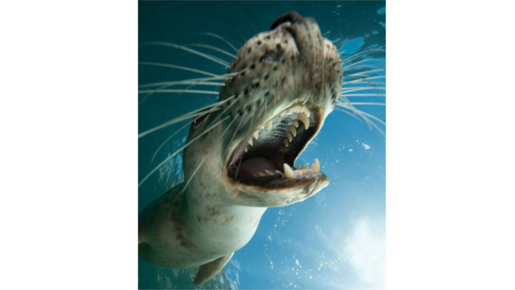 Salmon farmers and fisheries boards will no longer have dispensation to shoot seals if Scottish government plans are passed. Salmon farmers and fisheries boards will no longer have dispensation to shoot seals if Scottish government plans are passed.