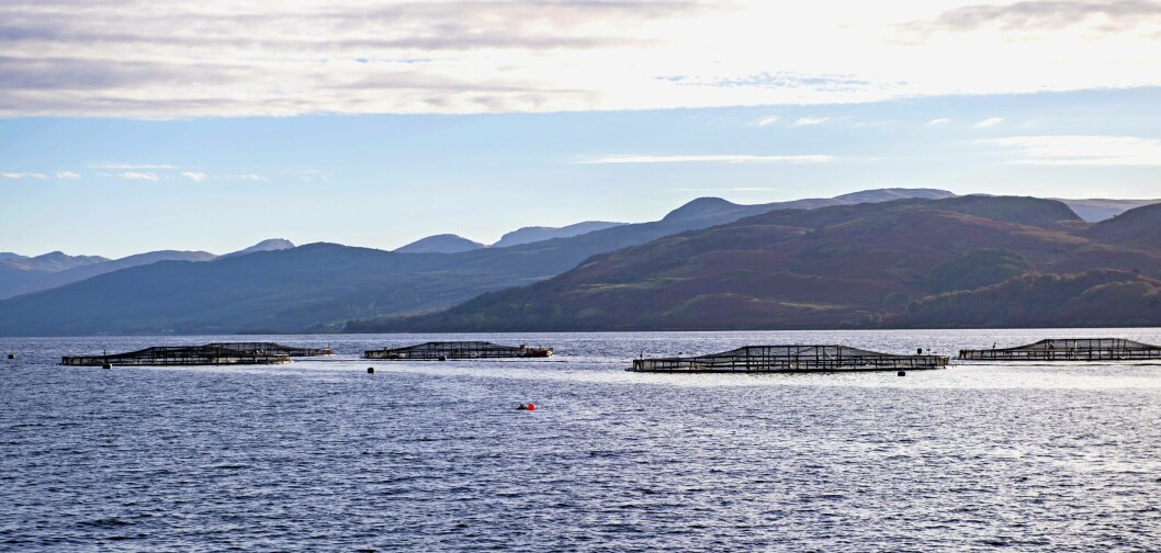 Exports of Scottish salmon grown at sites like this one at Loch Fyne grew by 35% in value and 26% by volume last year. Photo: SSPO