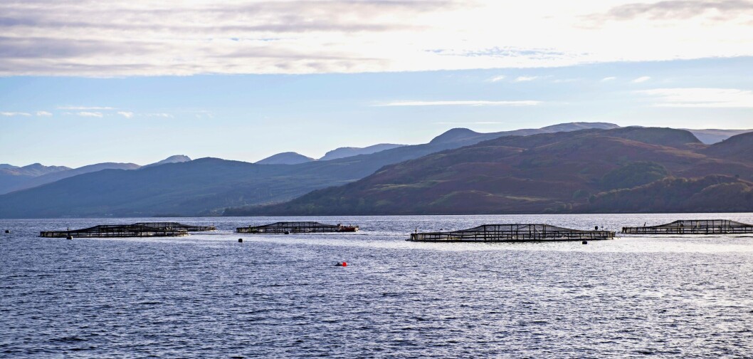 Exports of Scottish salmon grown at sites like this one at Loch Fyne grew by 35% in value and 26% by volume last year. Photo: SSPO Exports of Scottish salmon grown at sites like this one at Loch Fyne grew by 35% in value and 26% by volume last year. Photo: SSPO