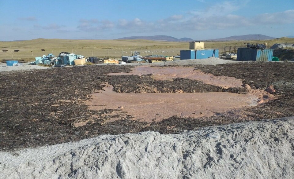 Archive photo of liquified fish morts partly covered with seaweed at the Whiteshore Cockles site on North Uist.