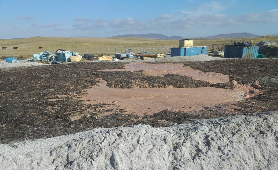 Liquified fish morts partly covered with seaweed at the Whiteshore Cockles site on North Uist. Photo: Scottish Government.