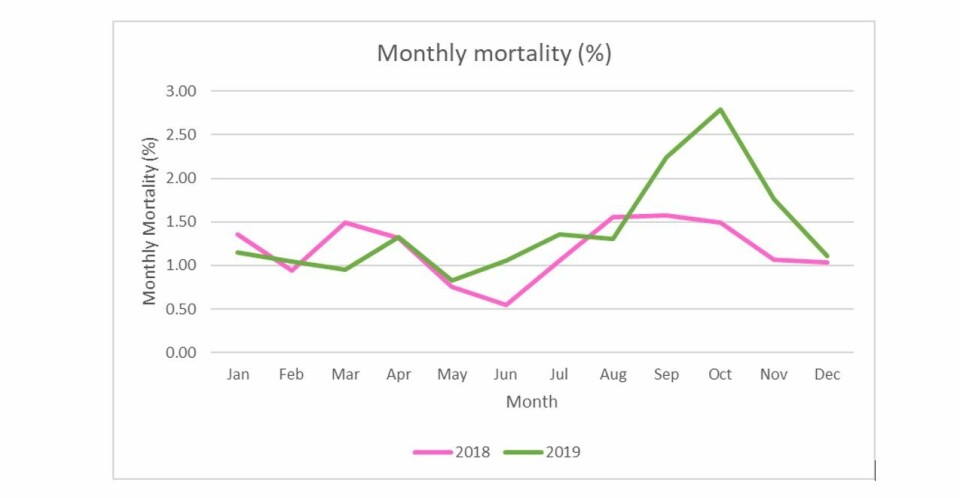 Monthly mortality averages for 2018 and 2019. Algal blooms and warmer water caused biological challenges in the second half of last year. Graphic: SSPO.