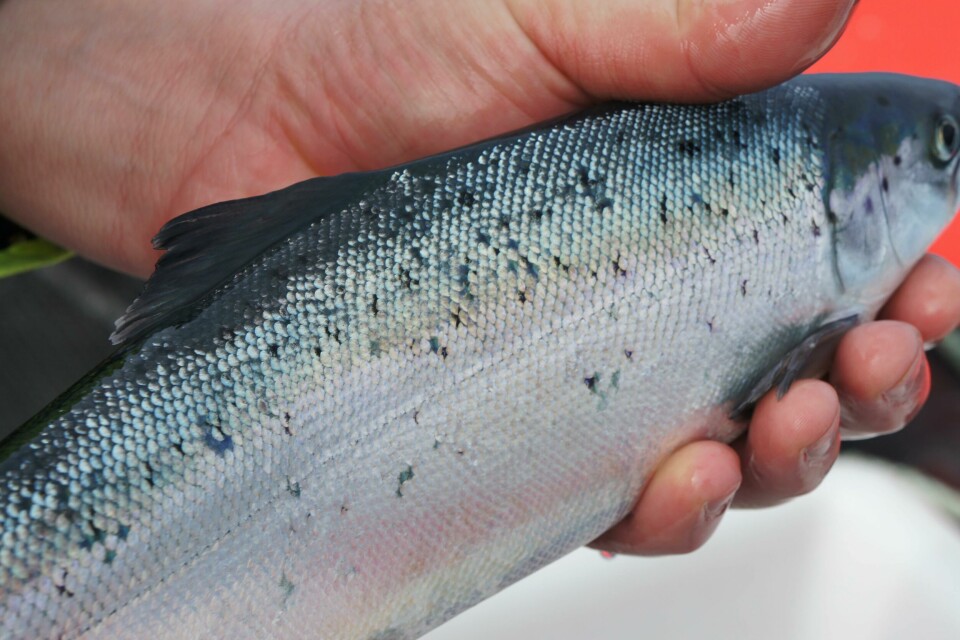 Scotland's salmon producers harvested more fish last year than every before. Photo: SSPO