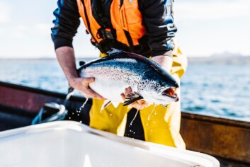 A fish health check at one of the three Summer Isles farms which are now ASC-certified. Photo: SSF. A fish health check at one of the three Summer Isles farms which are now ASC-certified. Photo: SSF.