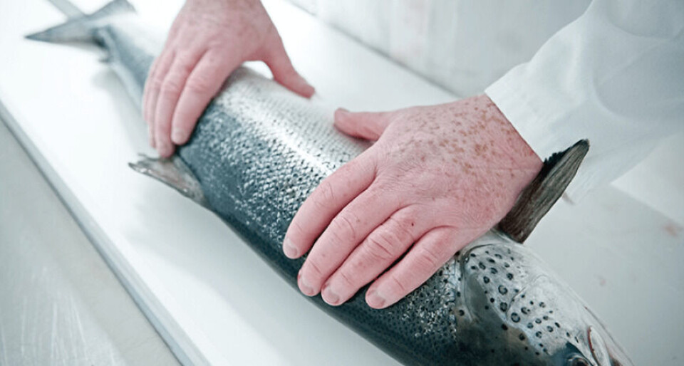 Richard Darbyshire, Scottish Sea Farms’ Regional Production Manager for Orkney says this latest consent is hugely positive news. Photo: Scottish Sea Farms.