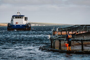 SSF's site at Lober Rock, Orkney, a region that delivers some of the company's best survival rates, average weights and percentage of superior grade fish. Photo: SSF.