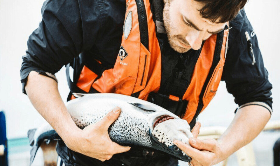File photo of a fish undergoing a gill examination. Fish harvested by Scottish Sea Farms in Q1 had a high cost base because of biological issues that persisted after a challenging end to 2022.
