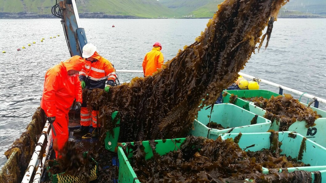 Farmed seaweed being harvested by Ocean Rainforest in the Faroes. Commercial-scale seaweed cultivation in Scotland would provide additional raw material and enable a higher growth of the component industry sectors, a review has concluded. Photo: Ocean Rainforest.