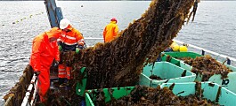 Scottish seaweed industry has potential to grow