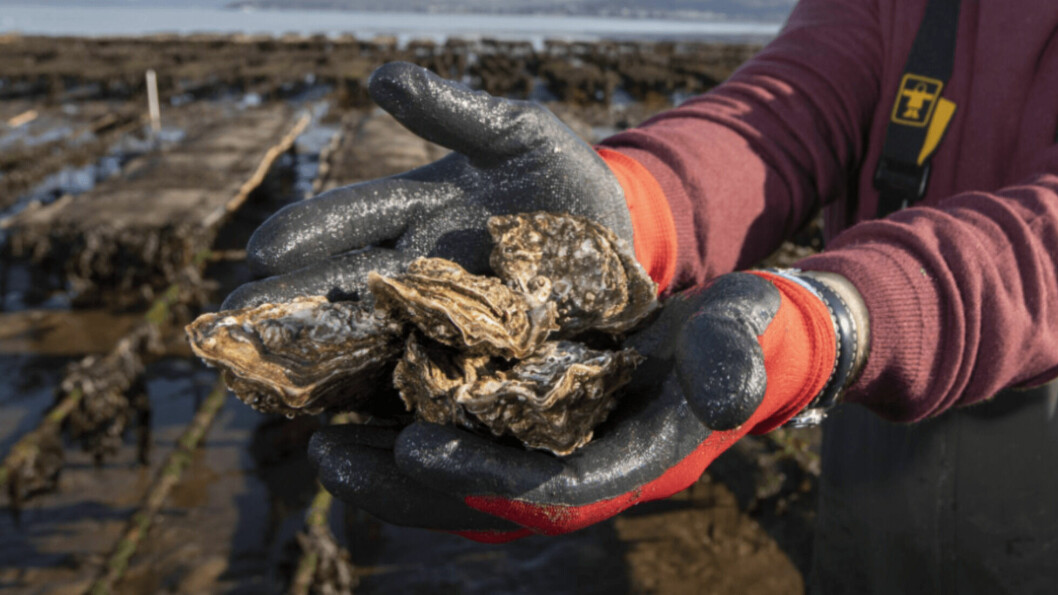 Table production of Pacific oyster shells decreased by 33% last year. Photo: Martin Shields.