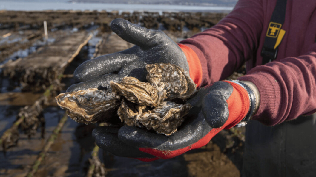 Table production of Pacific oyster shells decreased by 33% last year. Photo: Martin Shields. Table production of Pacific oyster shells decreased by 33% last year. Photo: Martin Shields.