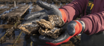 Scottish shellfish production fell last year
