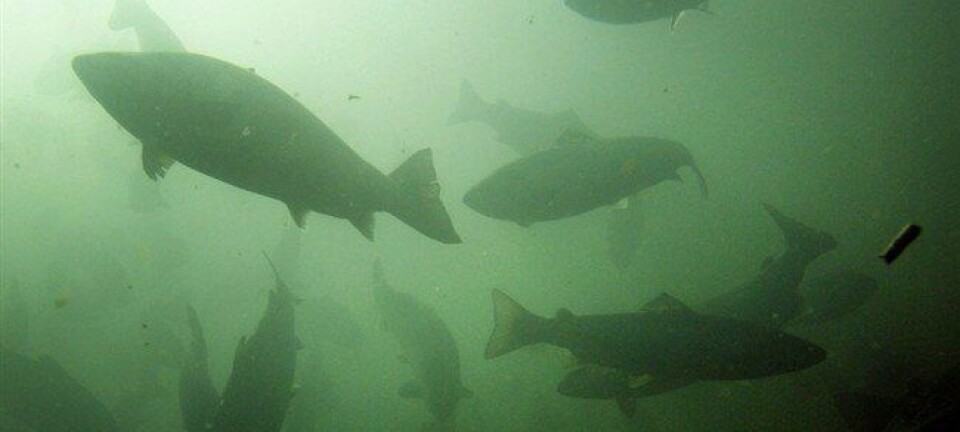 Florfenicol alters the microbial communities beneath salmon farms