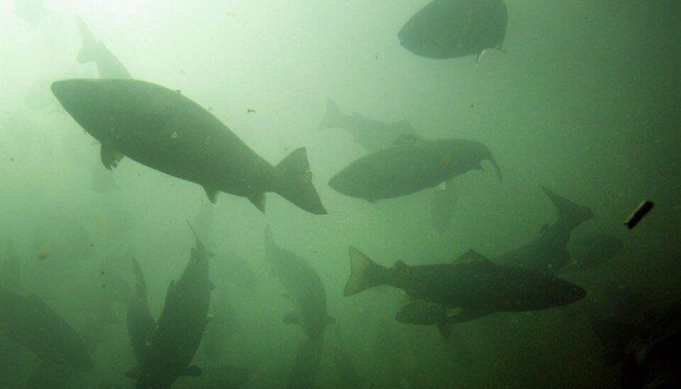 Photo: Salmonexpert archive.