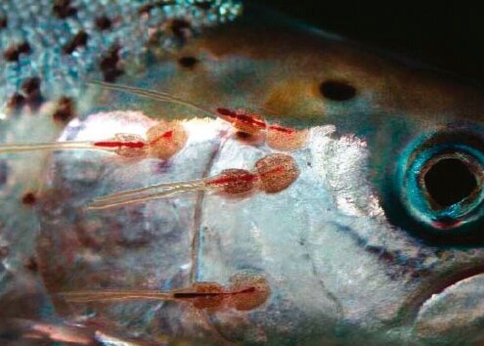 Sea lice do not play a significant role in salmon mortality says study