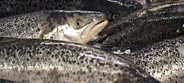 Sea lice threat to wild salmon smolt 'mainly low'