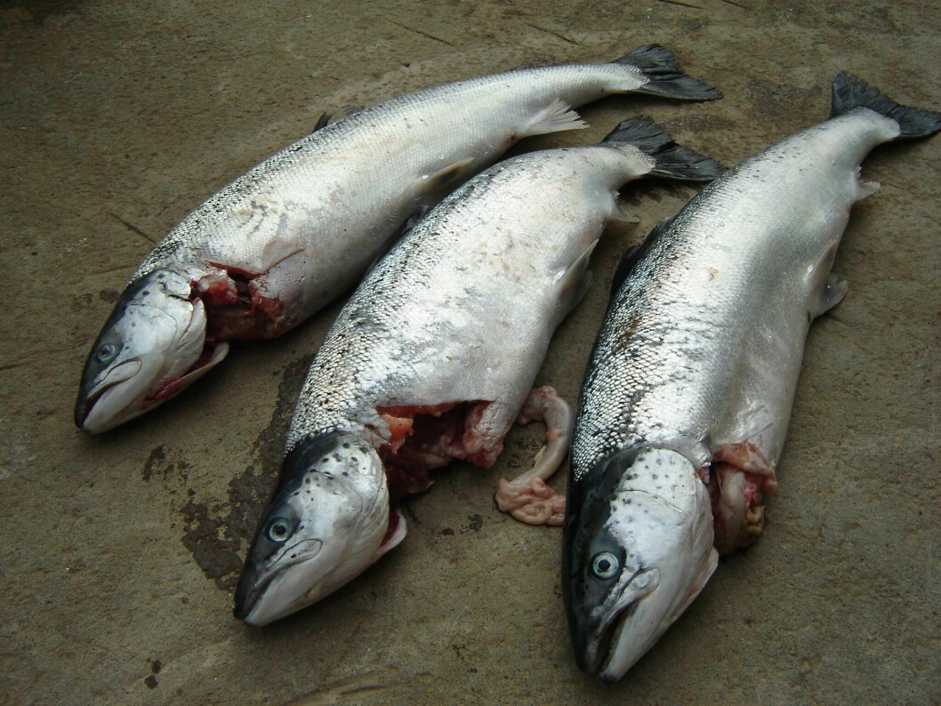 Salmon killed by a seal. More than half a million farmed fish died as a result of seal attacks from May 2019 to May 2020. Photo: SSPO.