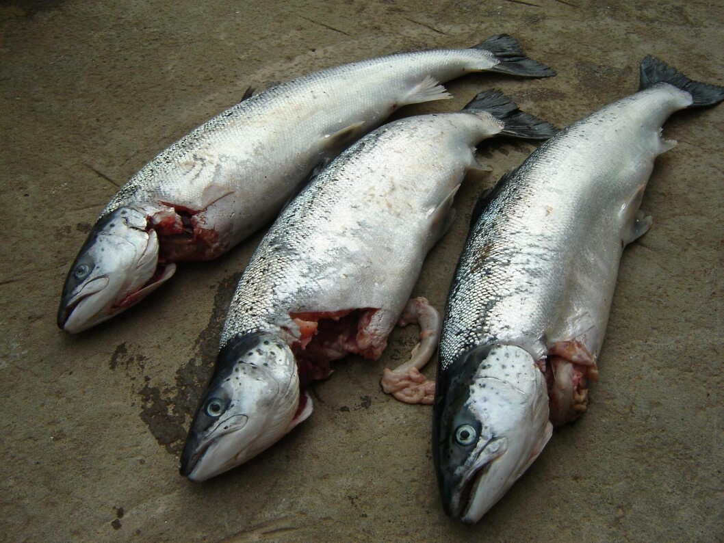 Salmon killed by a seal. More than half a million farmed fish died as a result of seal attacks from May 2019 to May 2020. Photo: SSPO. Salmon killed by a seal. More than half a million farmed fish died as a result of seal attacks from May 2019 to May 2020. Photo: SSPO.