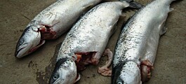 Seal attack causes escape of 52,000 salmon off Skye