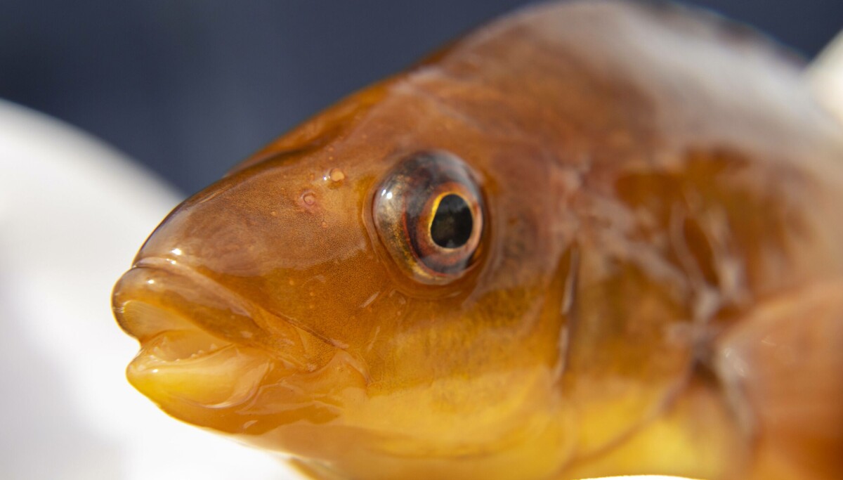 Cleamer Fish Keeping an eye out for the best cleaner fish