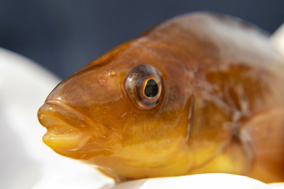 Researchers aim to identify the Ballan wrasse with the most suitable personalities for delousing. Photo: SAIC.