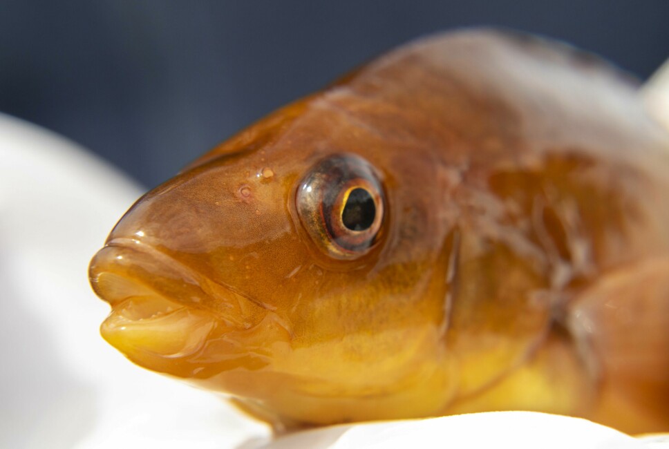 Researchers aim to identify the Ballan wrasse, pictured, and lumpfish with the most suitable personalities for delousing.