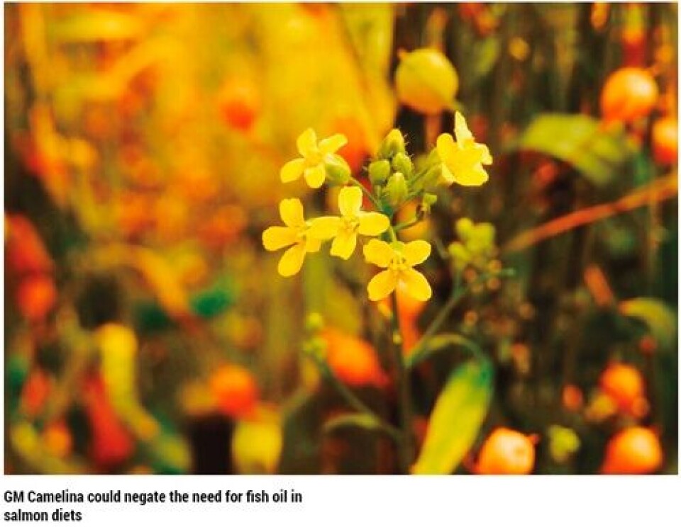 Seeds for feeds