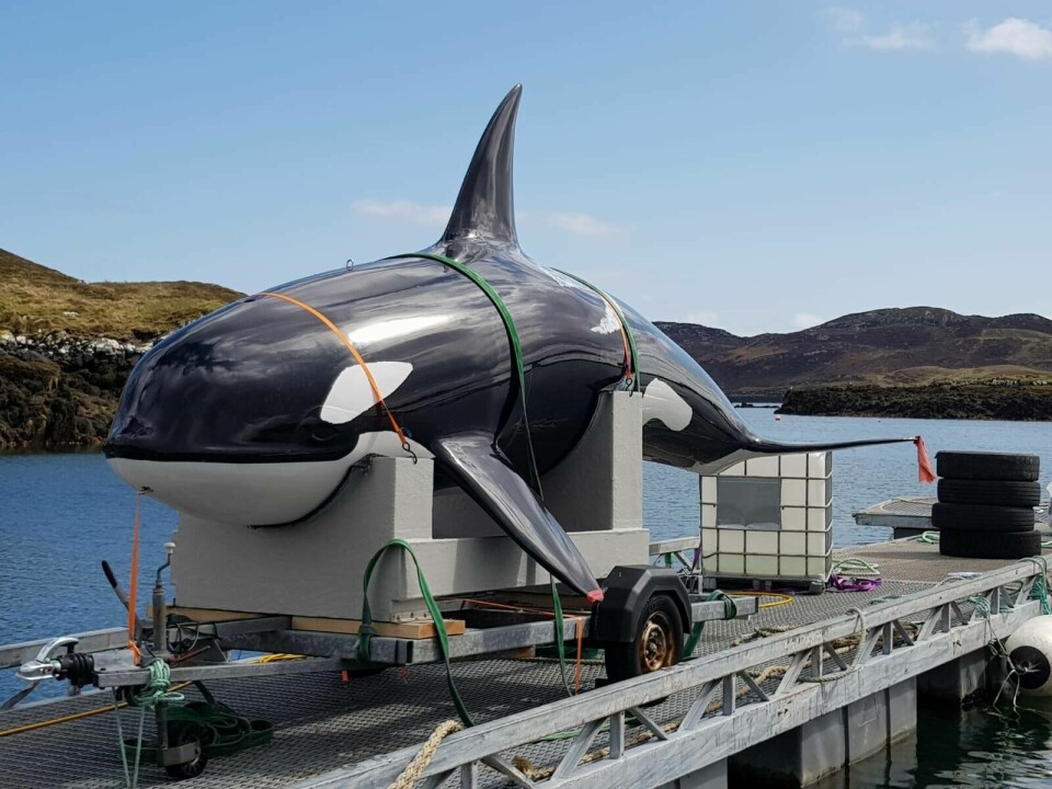 The fibreglass orca is readied for deployment at Loch Erisort. Click on image to enlarge. Photo: Mowi.