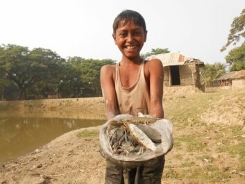 A Bangladeshi boy with fish. Researchers found that while prawn and shrimp for export brought in the highest price for households, another 52 fish species found in the gher dikes were consumed and sold locally.