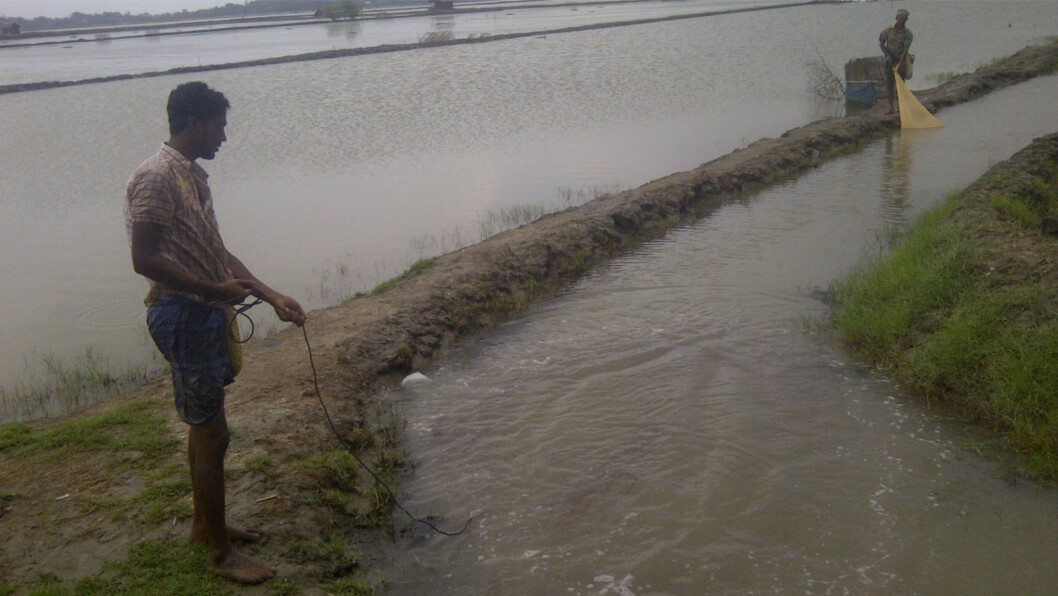 A gher, where prawns, finfish, vegetables and rice are grown together. A gher, where prawns, finfish, vegetables and rice are grown together.