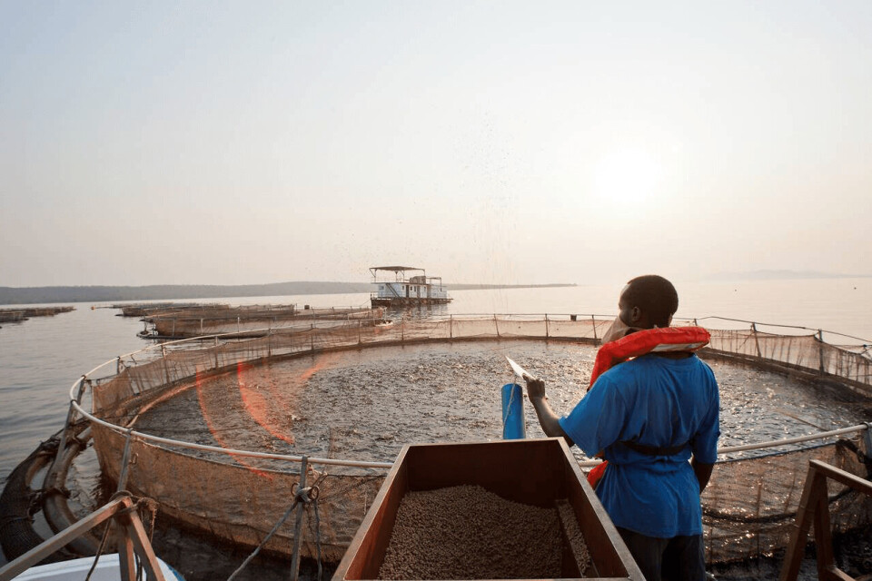 Skretting gains Zambian foothold