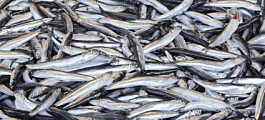 Skretting sticks with ‘selective’ forage fish use