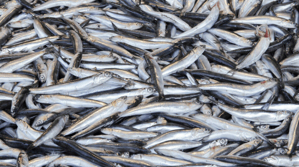 Forage fish caught for use by the marine ingredients industry.