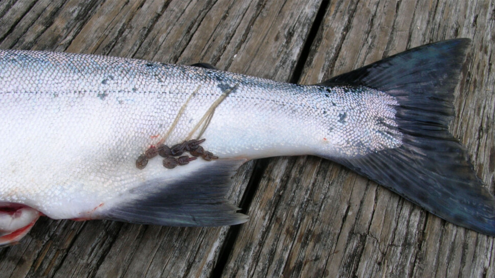 The ASC's lice limits for farmed salmon will now be set according to jurisdictional regulations in each region.