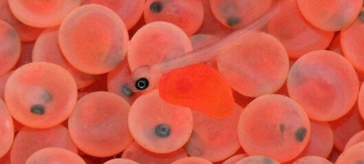 Smaller eggs can generate larger fish
