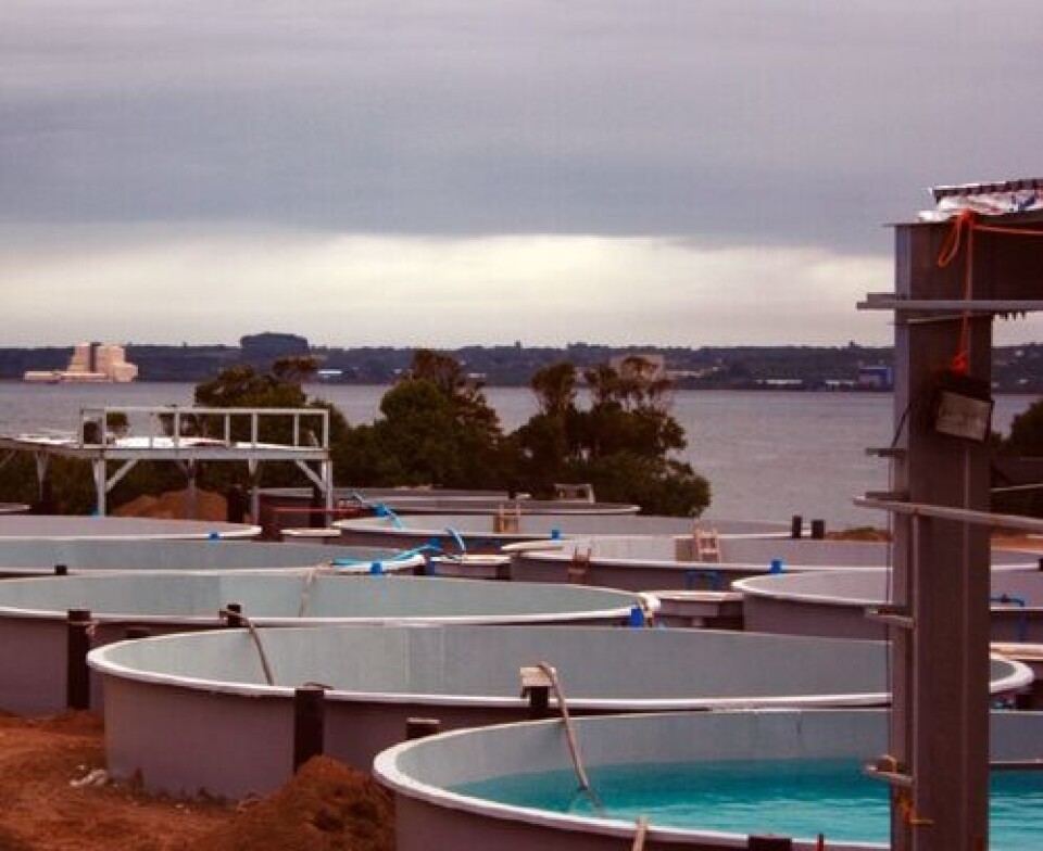 Smolt year round