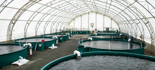 Solar panels help grow fish in British Columbia