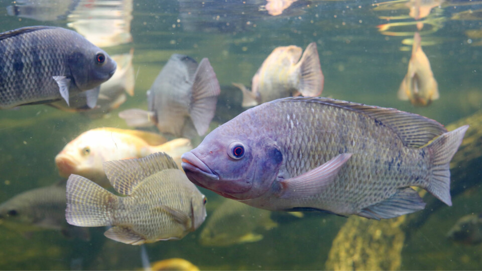 Tilapia in ponds using solar lights grew larger and had a better FCR. Photo: Signify.