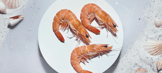 Spain shrimp farmer raises €16m for expansion