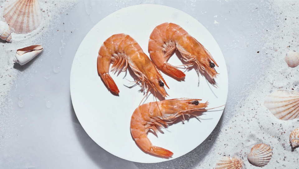 Shrimp produced by Noray AS, which operates a RAS facility in northwest Spain. Photo: Noray.