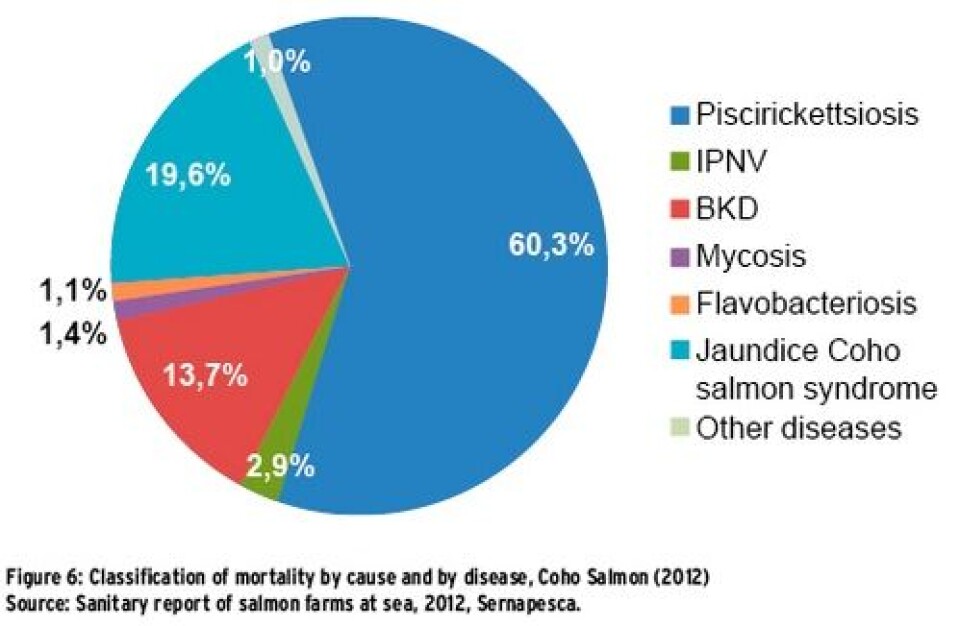 SRS A disease that eats away the Chilean salmon