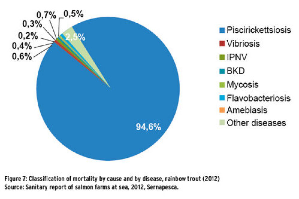 SRS A disease that eats away the Chilean salmon