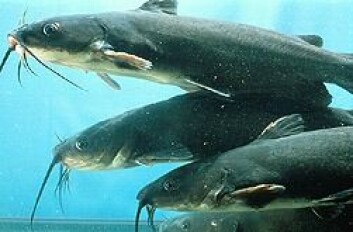 Antibiotics are being used incorrectly on catfish in Vietnam, leading to AMR. Antibiotics are being used incorrectly on catfish in Vietnam, leading to AMR.
