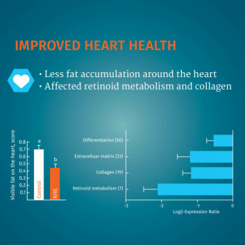 Fish fed the krill diet had less fat around the heart. Click on image to enlarge. Fish fed the krill diet had less fat around the heart. Click on image to enlarge.