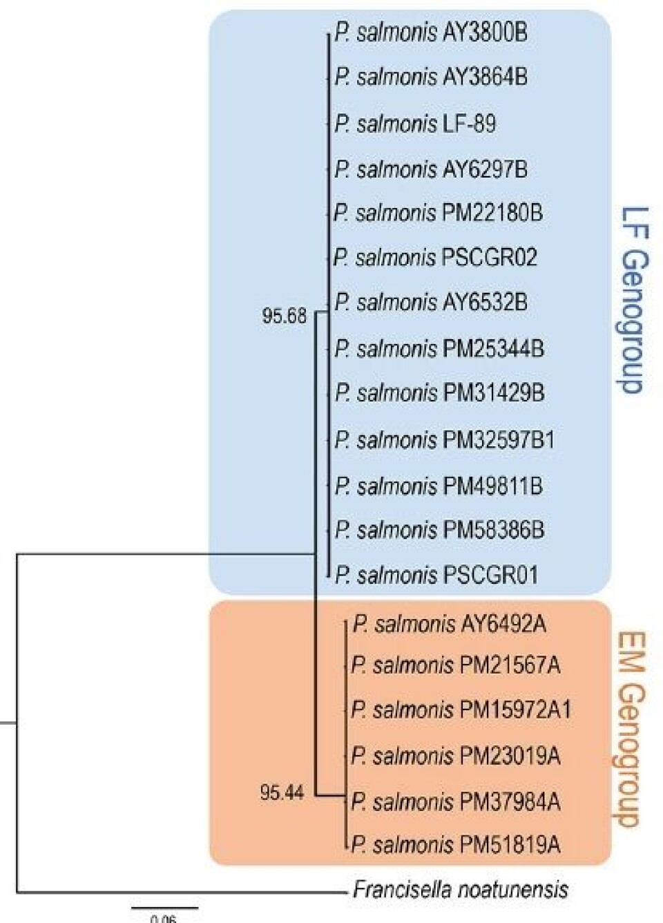 Phylogenetic tree constructed with seven housekeeping genes from the 19 strains of P. salmonis used in the study. Modified by Nourdin-Galindo et al. 2017