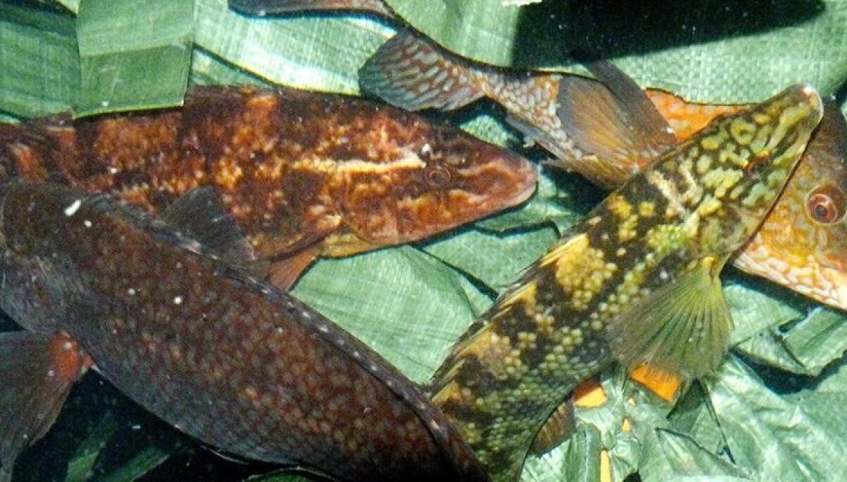 Study seeks diet to help cleaner fish thrive