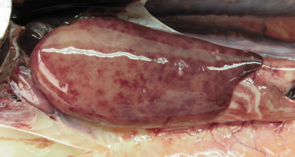 SRS has been reported in many countries, including Scotland, although Chilean salmon farming is hit hardest. Photo: ALAB