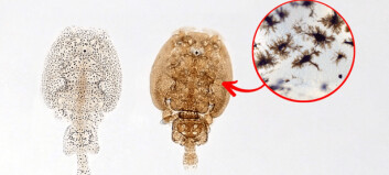 Study sheds sunlight on mystery of transparent lice
